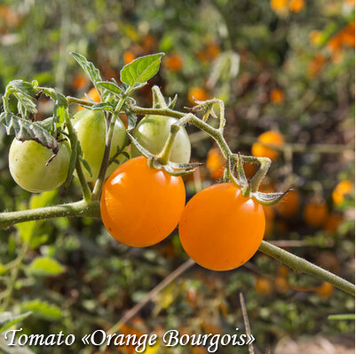Tomato Orange Bourgois